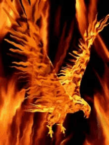 aguiadefogo phoenix bird on fire