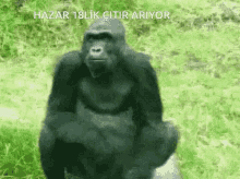 Hazar Malhazar GIF - Hazar Malhazar GIFs