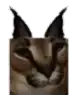 a close up of a cat 's face on a white background with horns .