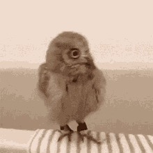 Owl Shake GIF