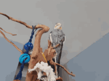 a bird perched on a tree branch with a blue toy in the background