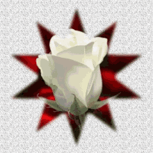 καλησπερα White Rose GIF - καλησπερα White Rose Flower GIFs