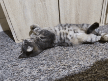 Vica Cat GIF - Vica Cat Macsa GIFs