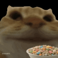 Cat Cat Eating GIF - Cat Cat Eating Cat Eating Cereal GIFs