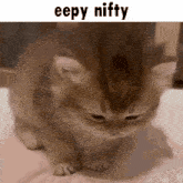 a picture of a kitten with a caption that says eepy niffty