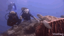 Diving Underwater Encounter GIF - Diving Underwater Encounter Sea Turtle GIFs