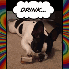 French Bulldog Drunk GIF - French Bulldog Drunk Dog GIFs
