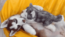 Query Puppy GIF - Query Puppy Husky GIFs