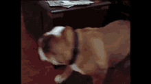 a brown and white dog is standing on a wooden floor