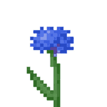 blue cornflower flower bleuet bleu