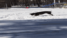 a dog is playing in the snow with a person standing behind it