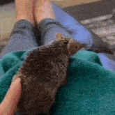 a person is holding a hedgehog on their lap .