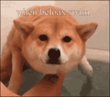 Beloax Dog GIF - Beloax Dog Nob GIFs