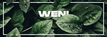 Weni GIF - Weni GIFs