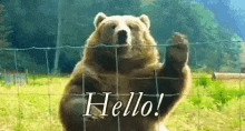 Hello Grizzly GIF - Hello Grizzly Bear GIFs