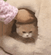 a person is petting a cat in a cat house .