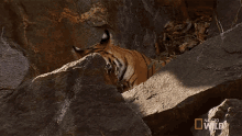 Licking Tiger Cub Escape GIF - Licking Tiger Cub Escape Cleaning GIFs