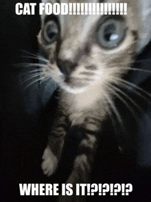 a cat with a caption that says cat food where is it ?