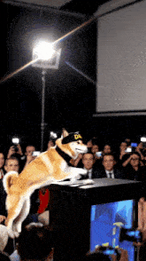 a dog wearing a hat with de on it