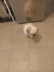 a small brown and white dog standing on a tiled floor next to a refrigerator .