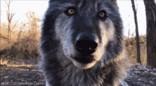 wolf stare cute animal