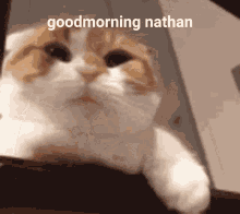 Good Morning Good Morning Nathan GIF - Good Morning Good Morning Nathan Nathan GIFs
