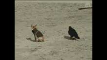 Crow Bites Cute Dog GIF - Dogs Birds Crows GIFs