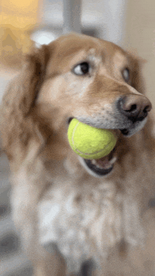 a dog holds a tennis ball in its mouth