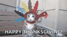 turkey thanksgiving break funny cats fake turkey