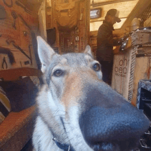 Dog Nose GIF - Dog Nose GIFs