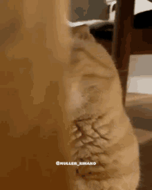 Cat Hide GIF - Cat Hide Scary GIFs