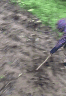 a person in a purple raincoat is crawling in the mud