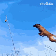 Flying Dog Soar GIF - Flying Dog Soar Floating GIFs