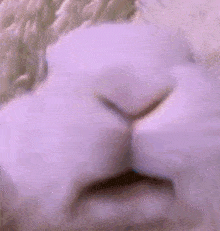 a close up of a white rabbit 's nose with its mouth open