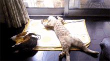 But Then You Get Off The Machine And Discover Your Legs Don’t Work Any More. GIF - Pet Cat Sleeping GIFs