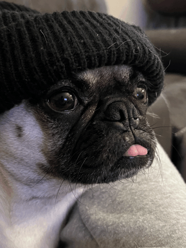 Pug Stella GIF - Pug Stella Stellathepug - Discover & Share GIFs