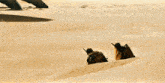 Dune Dune Part 2 GIF - Dune Dune Part 2 Fremen GIFs
