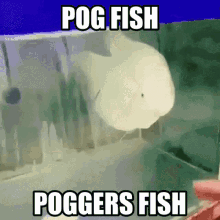 Pog Fish GIF - Pog Fish GIFs