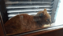 window kitty cat looking looking around