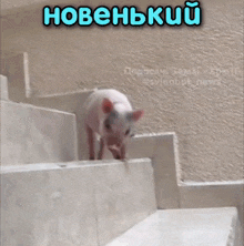 a pig is walking down a set of stairs with a caption that says hobenkyui