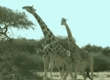 a group of giraffes standing next to each other in the wild