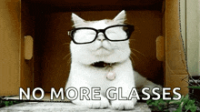 Cat I Cant See GIF - Cat I Cant See Removing Glasses GIFs