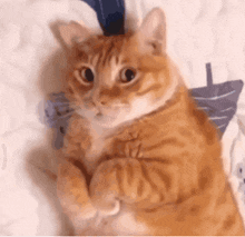 a close up of an orange cat laying on a bed