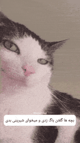 a black and white cat with a pink nose looks at the camera with a caption in arabic