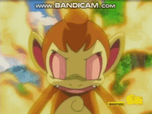 angry chimchar