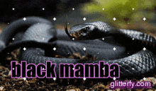 Black Mamba GIF - Black Mamba Snake GIFs