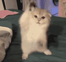 Happy Cat Excited Cat GIF - Happy Cat Excited Cat Energy Cat GIFs