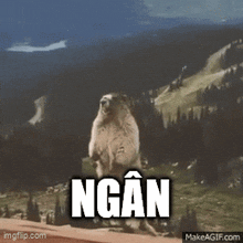 a groundhog is standing on its hind legs in front of a mountain with the word ngan written on the ground .