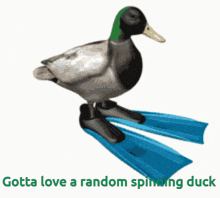 Random Duck GIF - Random Duck GIFs