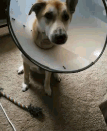 Dog Cone Of Shame GIF - Dog Cone Of Shame Sick GIFs